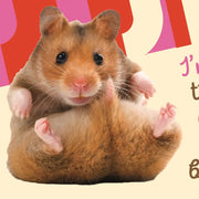 HAMSTER CARD!